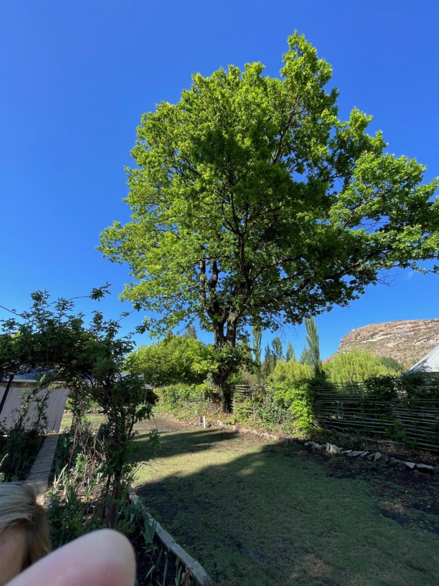 Periwinkle, Grove ,Acorn & Sage Cottages Clarens Esterno foto