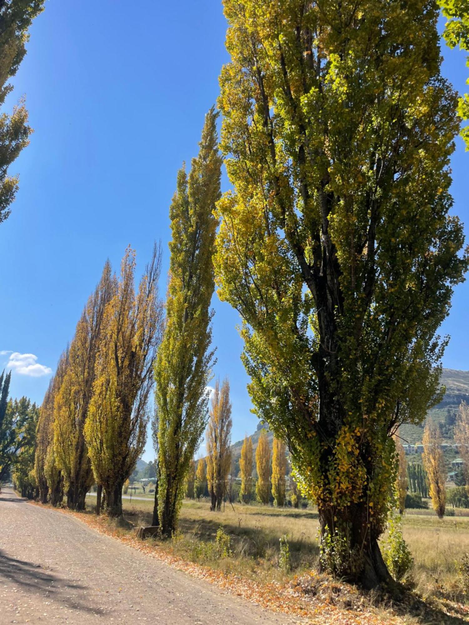 Periwinkle, Grove ,Acorn & Sage Cottages Clarens Esterno foto